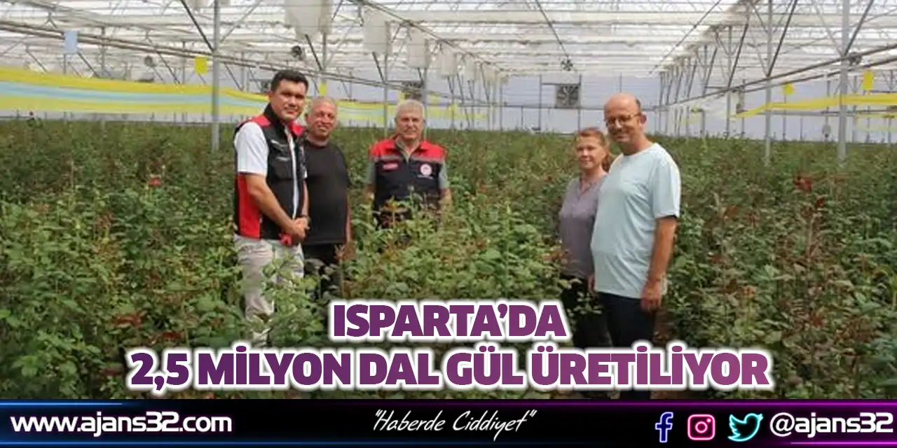 Isparta’da 2,5 Milyon Dal Gül Üretiliyor