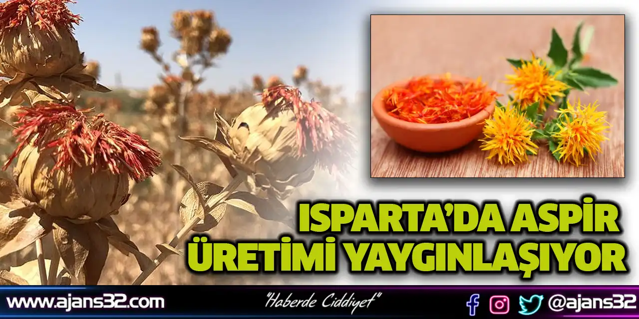 Isparta’da Aspir Üretimi Yaygınlaşıyor