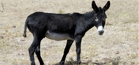 Isparta'da ‘Piyasada Eşek Eti Kol Geziyor’ Söylentisi