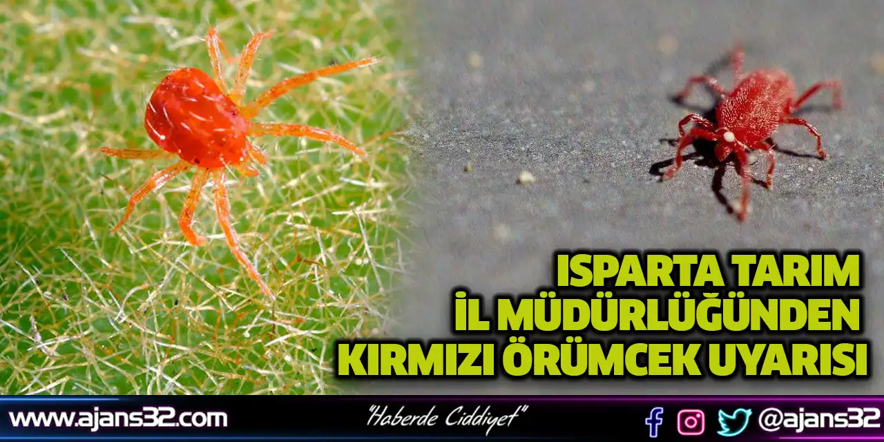 Isparta Tarım İl Müdürlüğünden Kırmızı Örümcek Uyarısı
