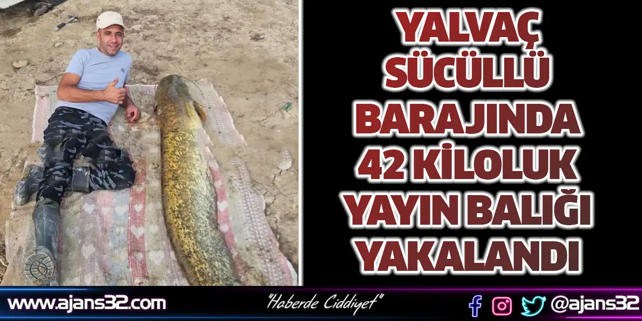 Yalvaç Sücüllü Barajında 42 Kiloluk Yayın Balığı Yakalandı