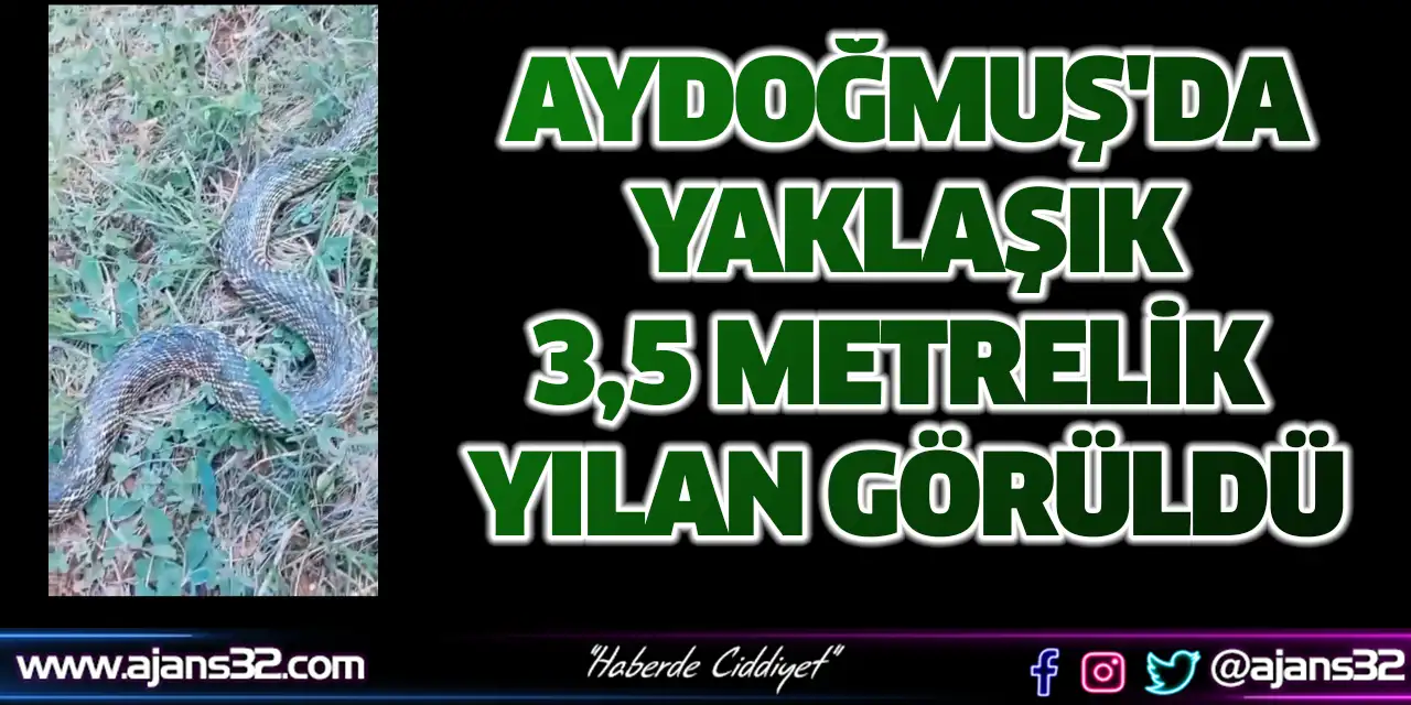 Aydoğmuş'da Yaklaşık 3,5 Metrelik Yılan Görüldü