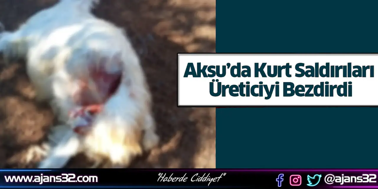 Aksu’da Kurt Saldırıları Üreticiyiz Bezdirdi