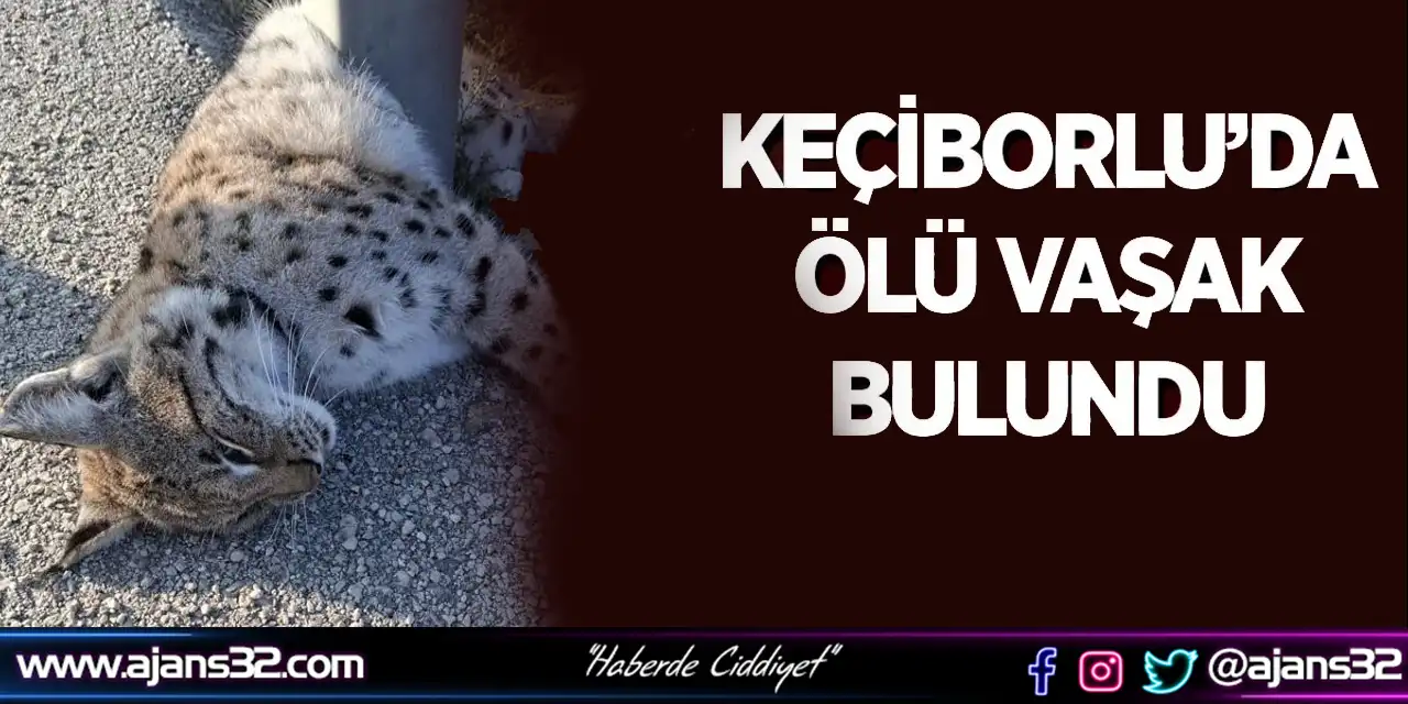 Keçiborlu’da Ölü Vaşak Bulundu