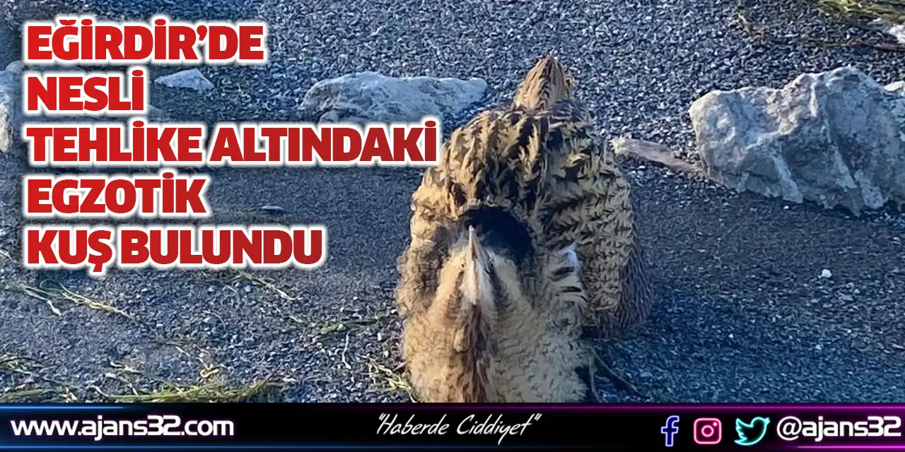 Eğirdir’de Nesli Tehlike Altındaki Egzotik Kuş Bulundu