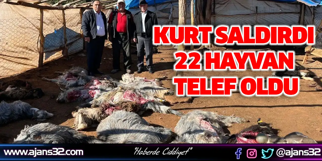 Kurt Saldırdı 22 Hayvan Telef Oldu
