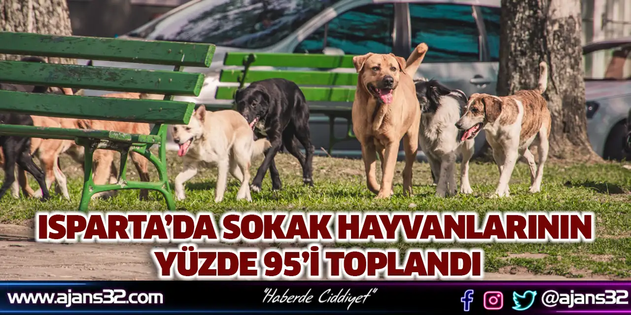Isparta’da Sokak Hayvanlarının Yüzde 95’i Toplandı