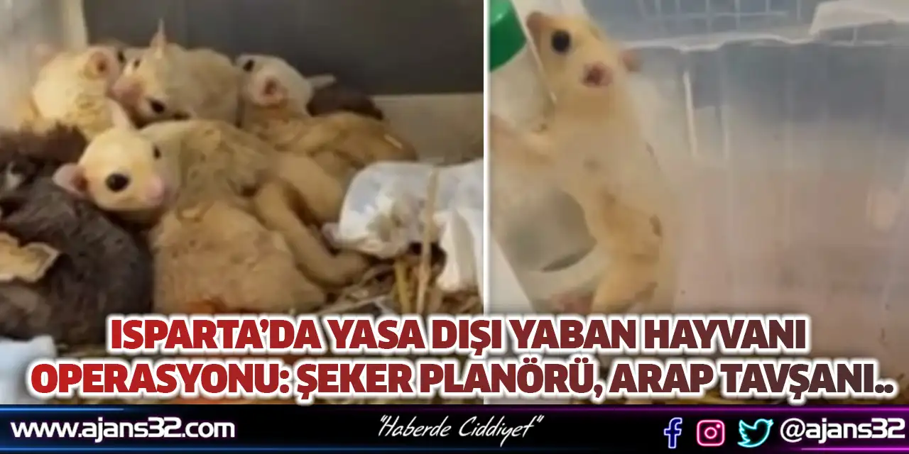 Isparta’da Yasa Dışı Yaban Hayvanı Operasyonu: Şeker Planörü, Arap Tavşanı..