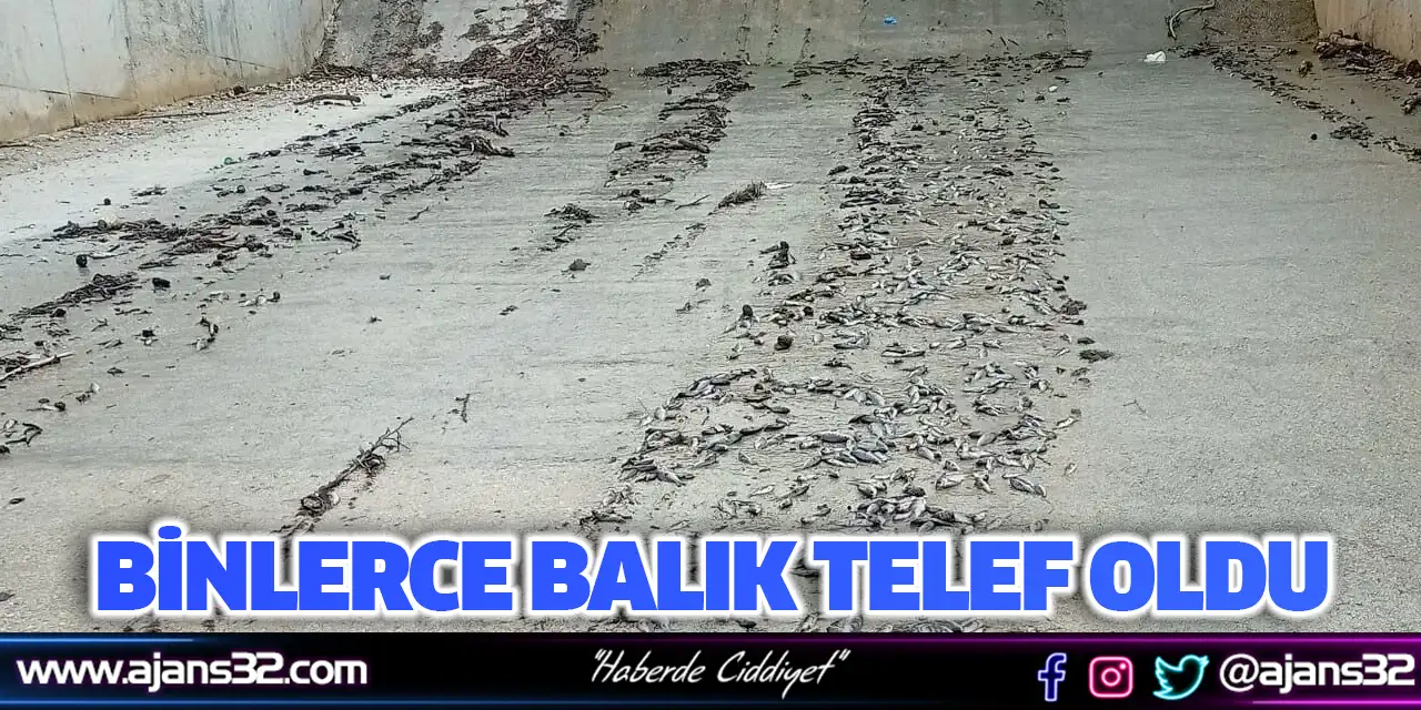 Binlerce Balık Telef Oldu