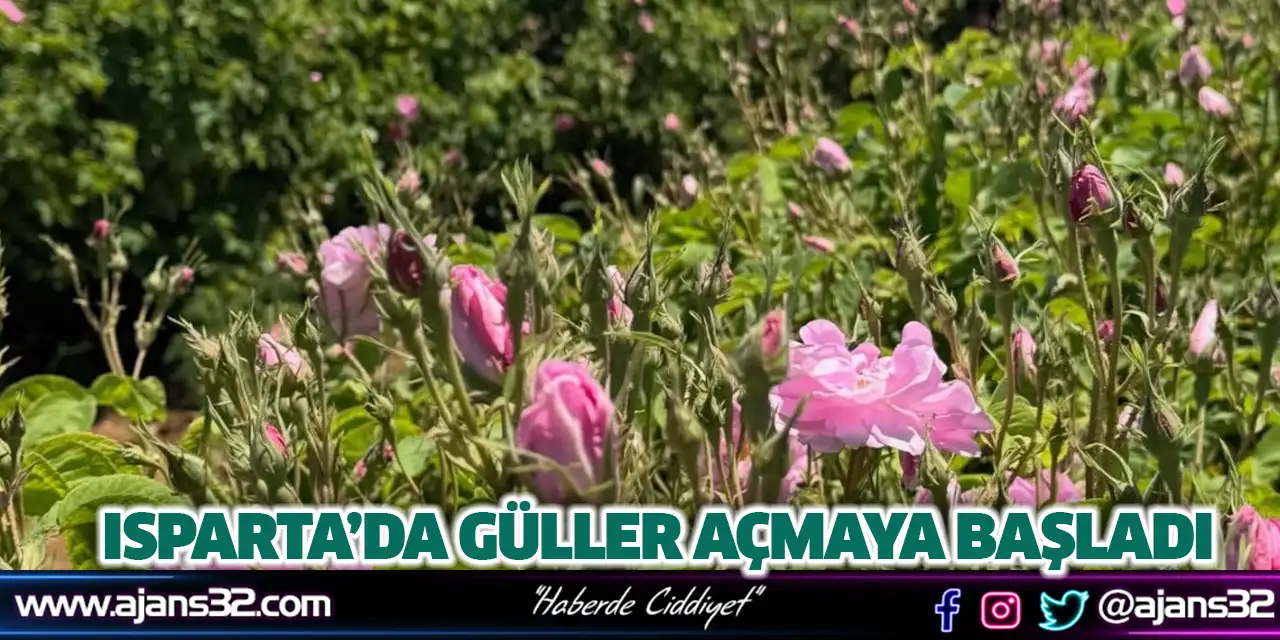 Isparta’da Güller Açmaya Başladı