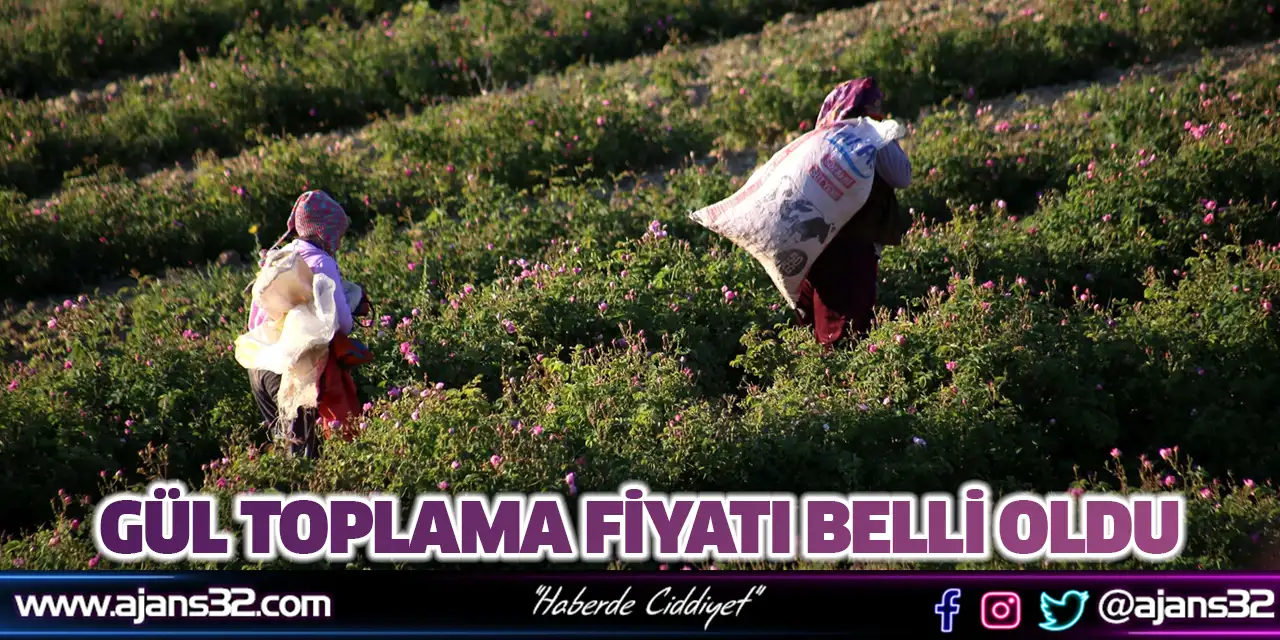 Gül Toplama Fiyatı Belli Oldu