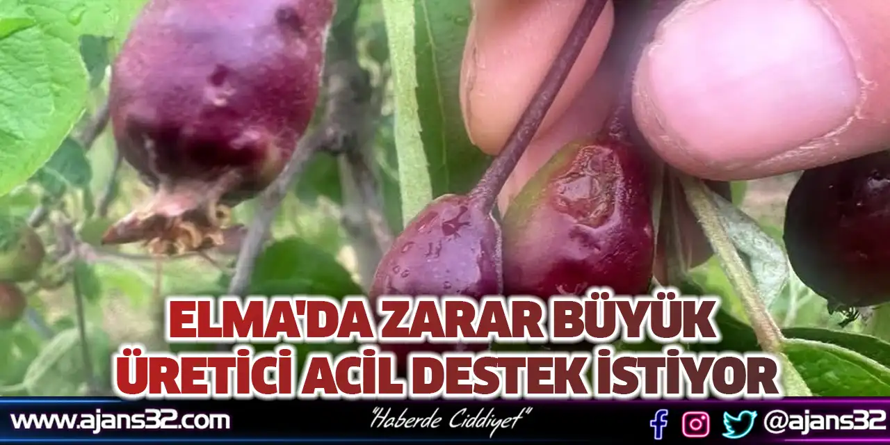 Elma'da Zarar büyük Üreticisi Acil Destek İstiyor