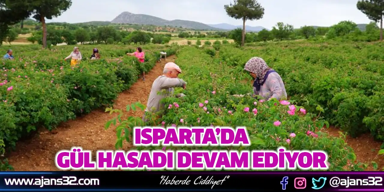 Isparta’da Gül Hasadı Devam Ediyor