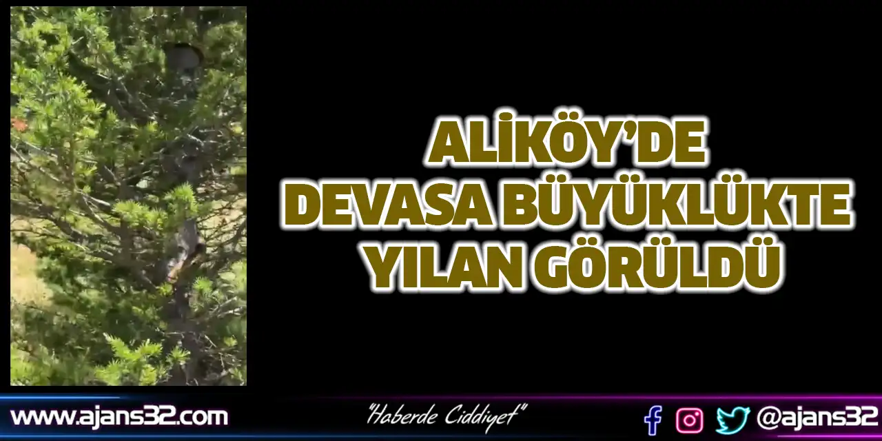 Aliköy’de Devasa Büyüklükte Yılan Görüldü