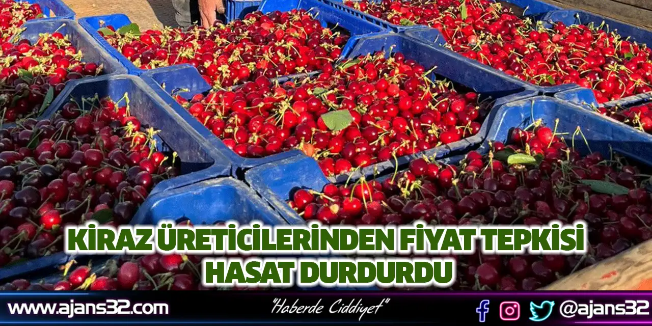 Kiraz Üreticilerinden Fiyat Tepkisi Hasat Durdurdu
