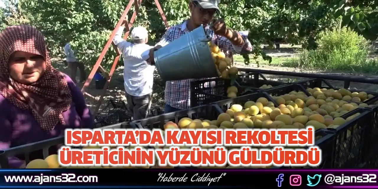 Isparta’da Kayısı Rekoltesi Üreticinin Yüzünü Güldürdü