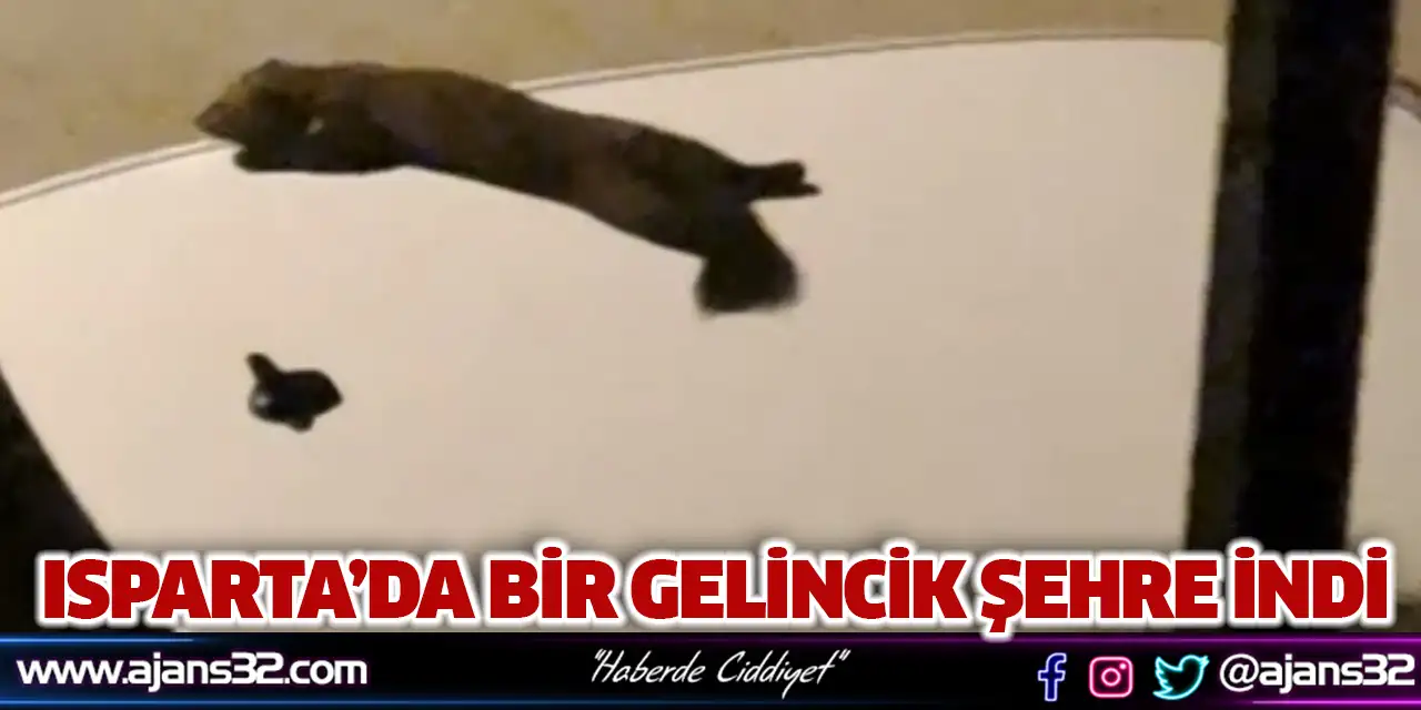 Isparta’da Bir Gelincik Şehre İndi