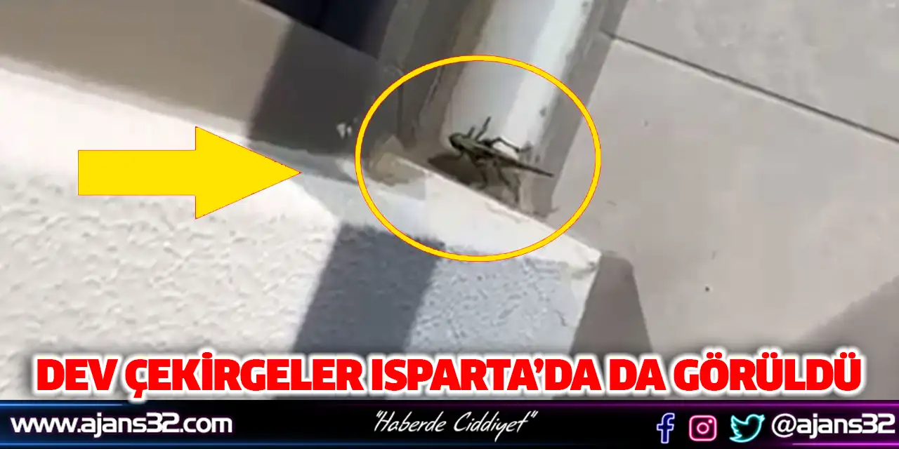 Dev Çekirgeler Isparta’da Da Görüldü