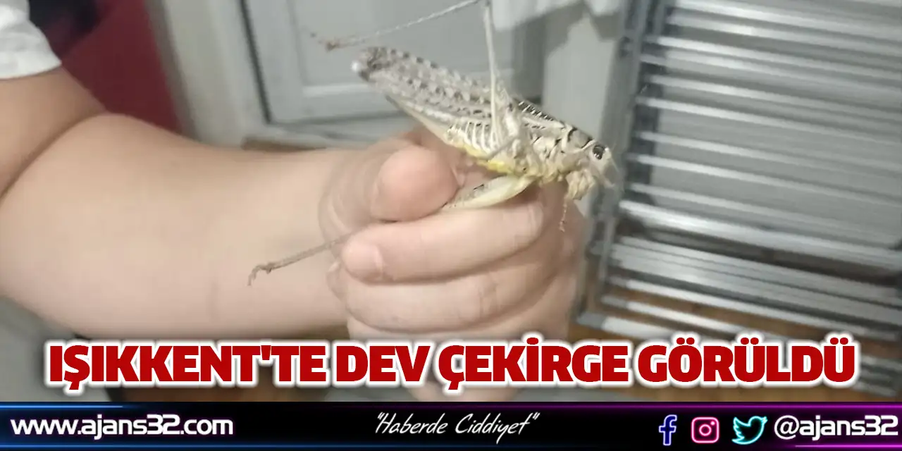 Işıkkent'te Dev Çekirge Görüldü