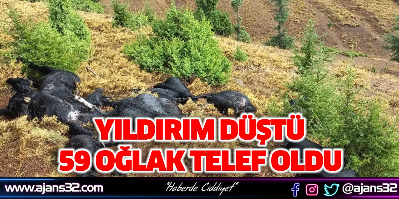 Yıldırım Düştü 59 Oğlak Telef Oldu