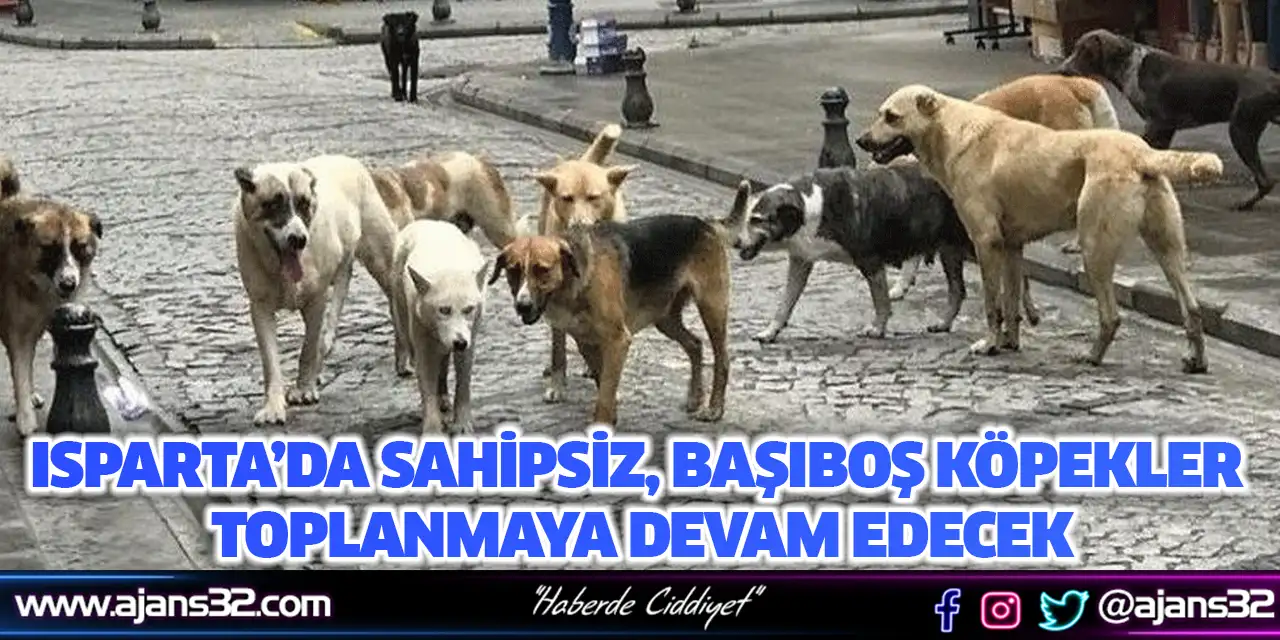 Isparta’da Sahipsiz, Başıboş Köpekler Toplanmaya Devam Edecek