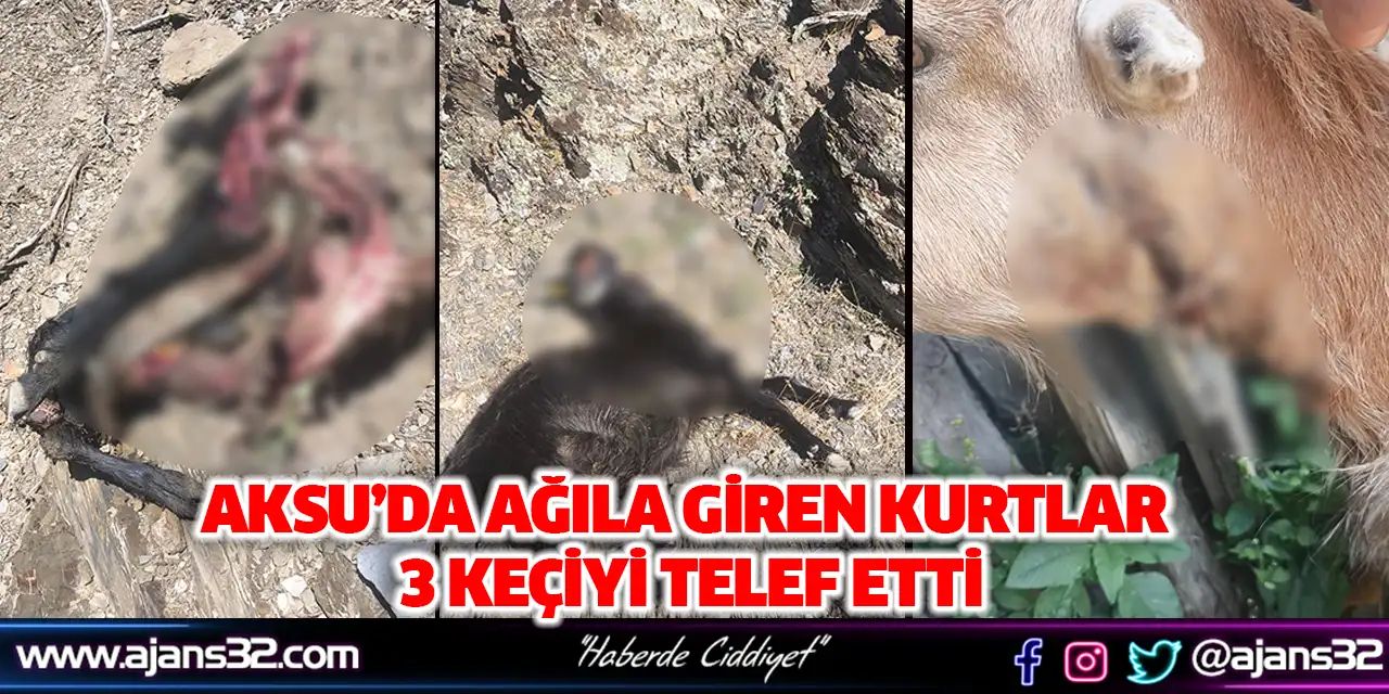 Aksu’da Ağıla Giren Kurtlar 3 Keçiyi Telef Etti
