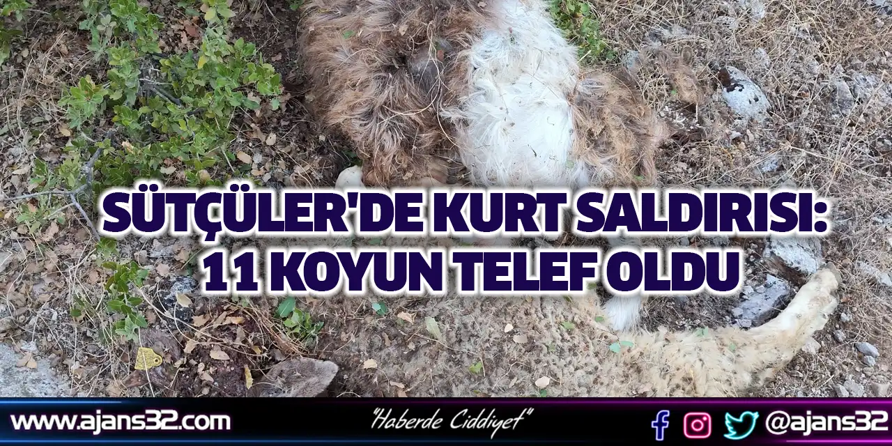 Sütçüler'de Kurt Saldırısı: 11 Koyun Telef Oldu