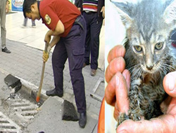 İtfaiye'den Yavru Kedi Kurtarma Operasyonu