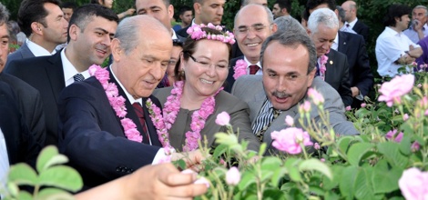 Mhp Lideri Devlet Bahçeli İslamköy'de Gül Topladı
