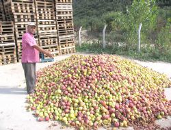 60 Ton Elmayı Çöpe Döktü