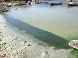 Sudaki Kokunun Sebebi Yosun Çıktı