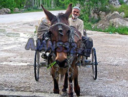 At Arabalarına Trafiğe Çıkış Uyarısı!