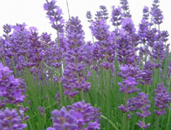 Lavanta’ya Tkdk Desteği