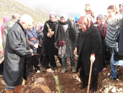 Ak Partili Kadınlar 15 Bin Ağaç Dikecek