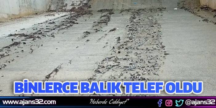 Binlerce Balık Telef Oldu